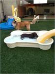 daycare pic 61 - pool time